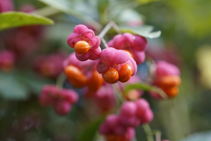 Fruit