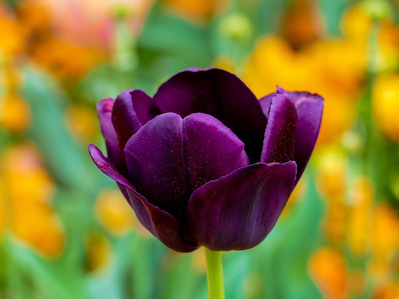 Spring Flowers